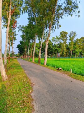 Buetiful Countryside Road with Lush Greenery