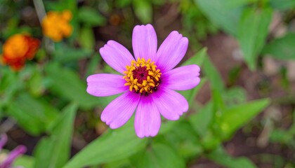 Fototapeta premium Radiant Zinnia Bloom, A Floral Symphony of Purple and Gold Against Verdant Green