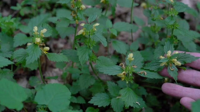 Golden Dead Nettle in natural ambient, spring (Lamium galeobdolon) - (4K)