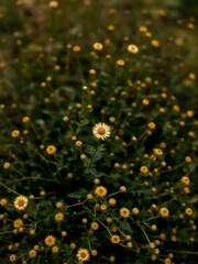 Closeup of many small yellow flowers.