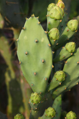 Eastern Prickly Pear Cactus (Opuntia humifusa) devil's-tongue or Indian fig, wild plant in nature...
