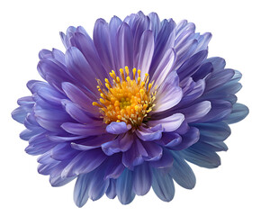 Obraz premium Beautiful Aster petals 