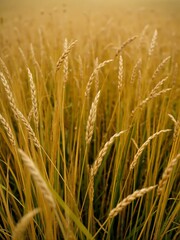 Fototapeta premium Ears of wheat sway in field.