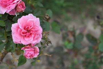 Obraz premium Beautiful pink rose flower closeup in garden, A very beautiful pink yellow rose flower bloomed on the rose tree, Rose flower closeup, bloom flowers, Natural spring flower floral background