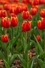 Bright red tulips with a yellow border in the garden. Colorful tulips blossom in spring . Tulips field.  Springtime concept