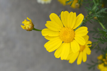 Bright Yellow Crown Daisy, Close-up of a Bright yellow crown daisy flower, blooming in nature, Close-up shot of beautiful yellow Crown Daisy flower (Chrysanthemum coronarium), Crown Daisy,