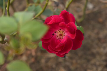Beautiful red rose flower closeup in garden, A very beautiful red rose flower bloomed on the rose tree, Rose flower closeup, bloom flowers, Natural spring flower, Natural floral background,