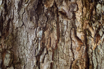 Close up texture of tree trunk as background