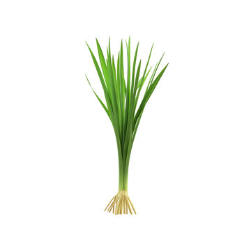 Fresh Pandanus Plant with Roots Isolated on Black Background