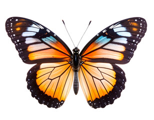 Obraz premium Vibrant butterfly with striking orange, black, and white patterns on its wings, showcasing nature beauty and symmetry. intricate details highlight its delicate structure and colorful design