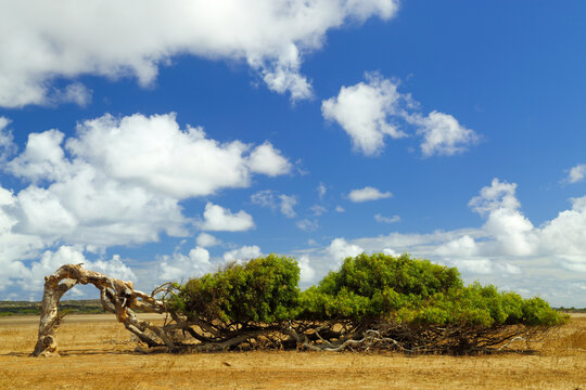 A windblown leaning tree