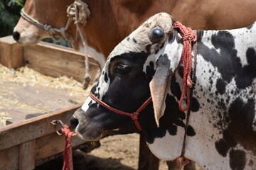 Bulls Head Close Up, Beautiful cow for sale in the market for the sacrifice feast of Eid, Cattle breeders tie their cows up for sale at the bull market ahead of the Eid al-Qurban. Sacrifice