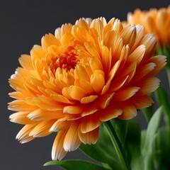 Close-up of vibrant orange flower