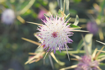 Centaurea iberica, commonly known as Iberian knapweed or Iberian star-thistle, is a herbaceous plant in the Asteraceae family, Close-up of iberian star thistle flowers, Flower of the Escobera