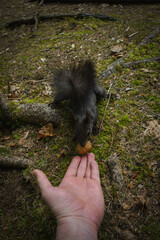 A close-up shot of a squirrel eating a nut from an outstretched human hand in a scenic forest...
