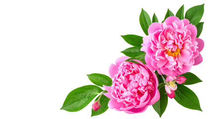 Obraz premium Pink peonies with lush green leaves create vibrant and elegant floral arrangement, perfect for adding touch of nature beauty to any design
