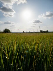 Tall grass with sun behind.
