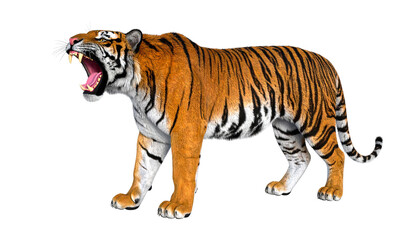 Obraz premium Roaring tiger with striking orange and black stripes stands on transparency background, showcasing its powerful presence and fierce expression