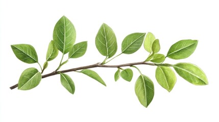 Fresh spring branch with leaves