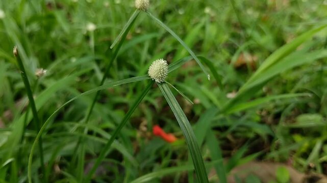 Cyperus difformis which grows abundantly in wide fields