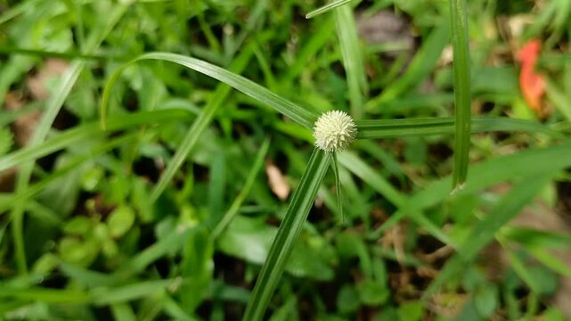 Cyperus difformis which grows abundantly in wide fields