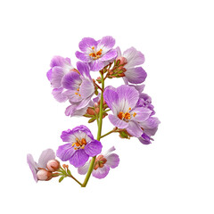 Fototapeta premium Delicate Cluster of Lavender and White Flowers on a white background