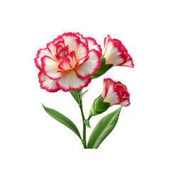 Vibrant Bicolor Carnations A Close-Up of Elegant Flowers