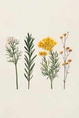 Fototapeta premium Botanical Illustration of Various Herb Plants on Neutral Background