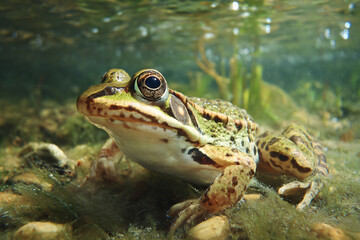 Fototapeta premium 015-020-063-u8969375333_Frog_lying_flat_on_its_belly_in_shallow_water._--_f0ff894a-faaf-4381-91c6-d548f322b775_2