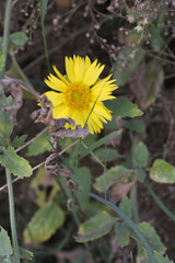 Golden Crownbeard (Also called Golden Crownbeard, Copen Daisy, golden crown beard) in the nature, Golden Crownbeard Flower closeup,Beautiful yellow flower closseup in nature Chakwal, Punjab, Pakistan