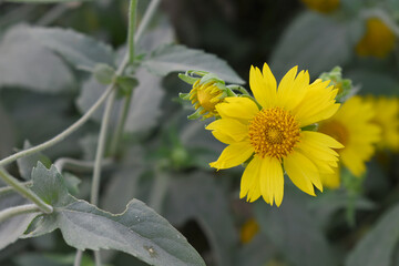 Golden Crownbeard (Also called Golden Crownbeard, Copen Daisy, golden crown beard) in the nature,...