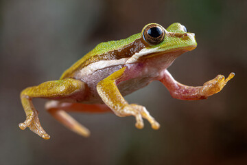 Obraz premium 015-020-078-u8969375333_Frog_mid-jump_with_its_legs_extended._--ar_32_--v_c5190d6f-242e-42a9-8341-2a00c553c370_1