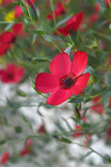Obraz premium Linum Grandiflorum Rubrum Scarlet Flax bloomed in the garden on a flower bed, Red Linum Grandiflorums closeup in nature, Red flaxs or flowering flaxs, scarlet flax, crimson flax flower head close-up