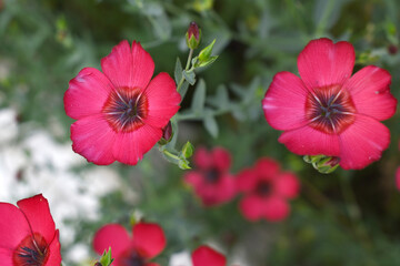 Fototapeta premium Linum Grandiflorum Rubrum Scarlet Flax bloomed in the garden on a flower bed, Red Linum Grandiflorums closeup in nature, Red flaxs or flowering flaxs, scarlet flax, crimson flax flower head close-up