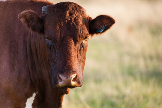 Close up of cow with a sore weeping eye