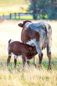 Calf drinking milk from mother cow in the afternoon light.