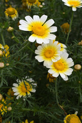 Fototapeta premium White Yellow Crown Daisy, Close-up of a white and yellow crown daisy flower, blooming in nature, Close-up shot of beautiful White yellow Crown Daisy flower (Chrysanthemum coronarium), Crown Daisy,