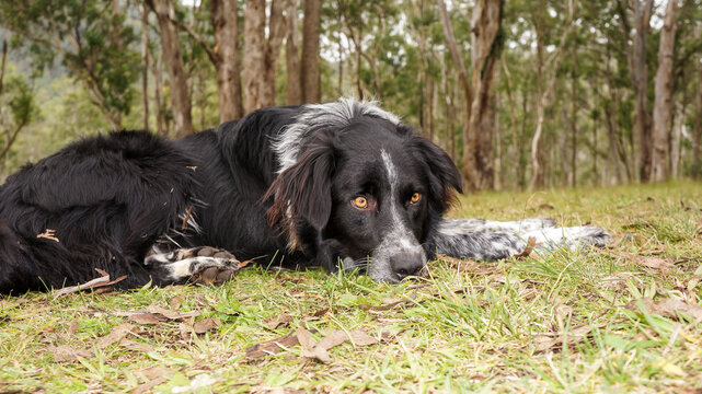 Dog laying on grass looking at camera
