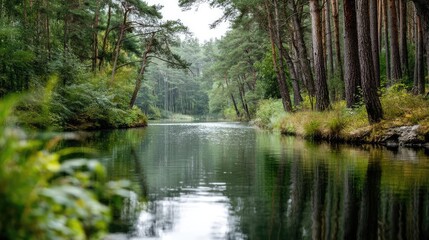 Scenic view of lake in pine forest around beautiful landscape concept. A serene forest scene with a tranquil river reflecting trees.
