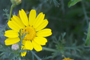 Bright Yellow Crown Daisy, Close-up of a Bright yellow crown daisy flower, blooming in nature, Close-up shot of beautiful yellow Crown Daisy flower (Chrysanthemum coronarium), Crown Daisy,
