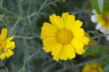 Bright Yellow Crown Daisy, Close-up of a Bright yellow crown daisy flower, blooming in nature,...
