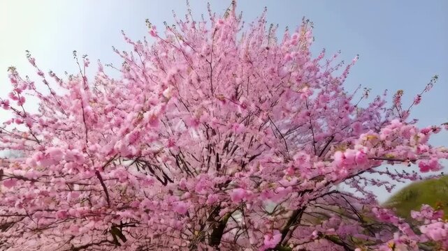 Blossoming pink flowering tree with profuse blooms in an idyllic garden setting with lush green grass and distant hillside during springtime season.