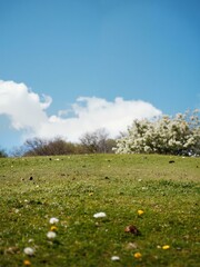 White flowers on tree against blue sky with clouds.