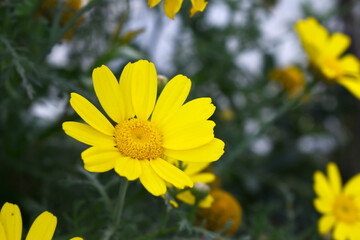 Obraz premium Bright Yellow Crown Daisy, Close-up of a Bright yellow crown daisy flower, blooming in nature, Close-up shot of beautiful yellow Crown Daisy flower (Chrysanthemum coronarium), Crown Daisy,