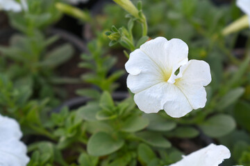 White petunias in the garden, Petunia, Close up of white Petunia flower in the garden, Petunia flower and blurred background, Background of white petunia flowers, spring flower Closeup.