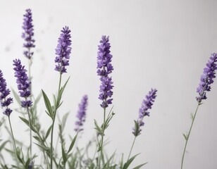 Naklejka premium Vibrant purple lavender blossoms on crisp white backdrop, stockphoto, wedding