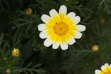 White Yellow Crown Daisy, Close-up of a white and yellow crown daisy flower, blooming in nature,...