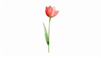 Obraz premium Watercolor Tulip Flower Illustration