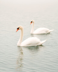 Two elegant white swans floating gracefully on calm water with soft light creating a serene and peaceful natural scene showcasing wildlife harmony and scenic tranquility