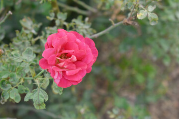 Beautiful red rose flower closeup in garden, A very beautiful red rose flower bloomed on the rose...